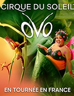 CIRQUE DU SOLEIL - OVO